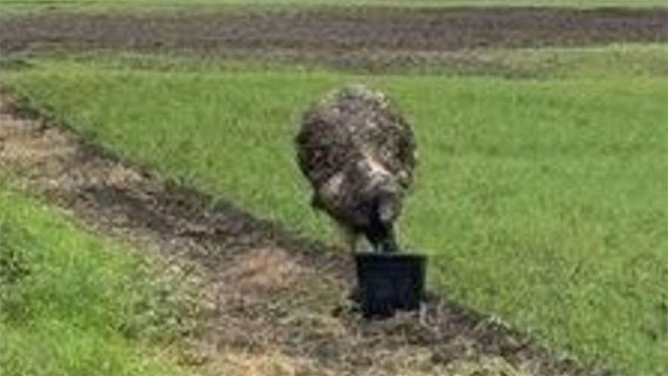 Wiggles with her head in a bucket in a field 