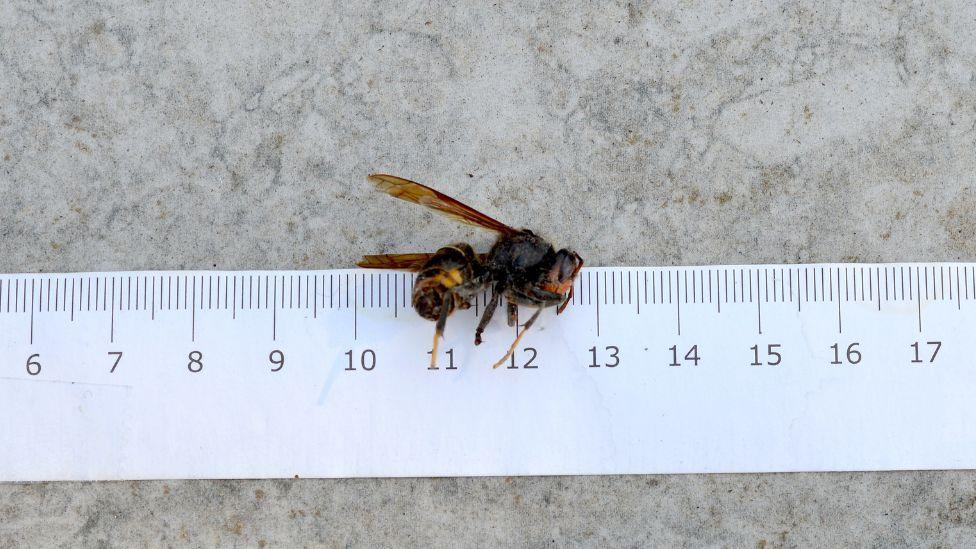 A large yellow and brown hornet, placed on a white ruler - it appears to be between 2-3cm in length