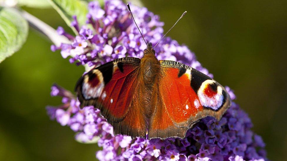 Peacock-butterfly-resting-on-a-flower.