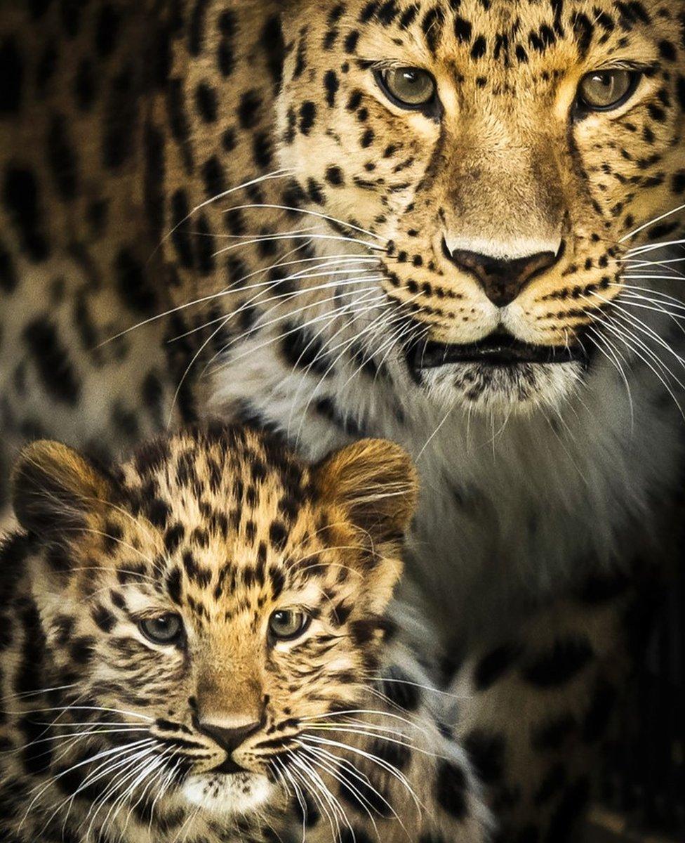 Amur leopards