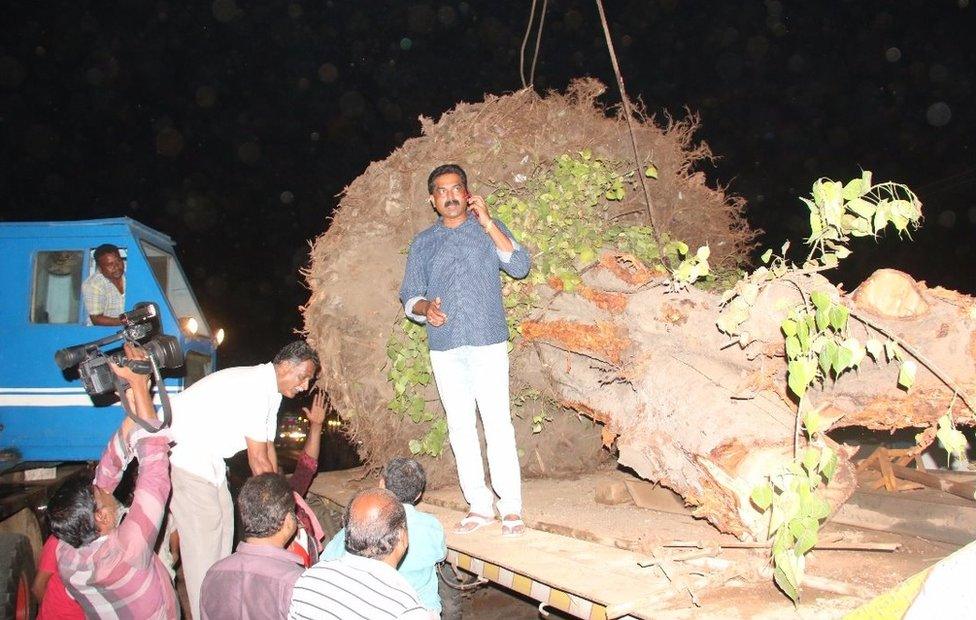 Big trucks were used to relocate the trees