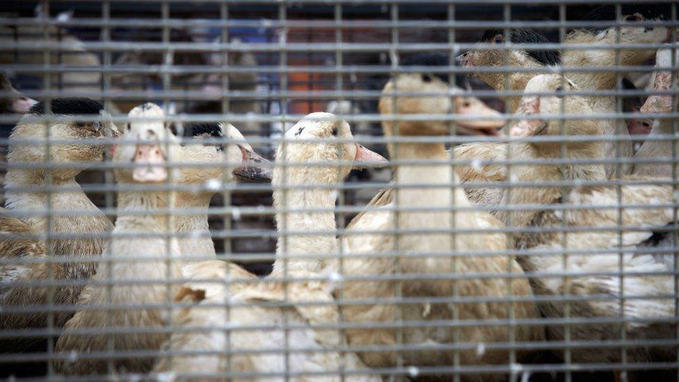 Ducks at a French farm