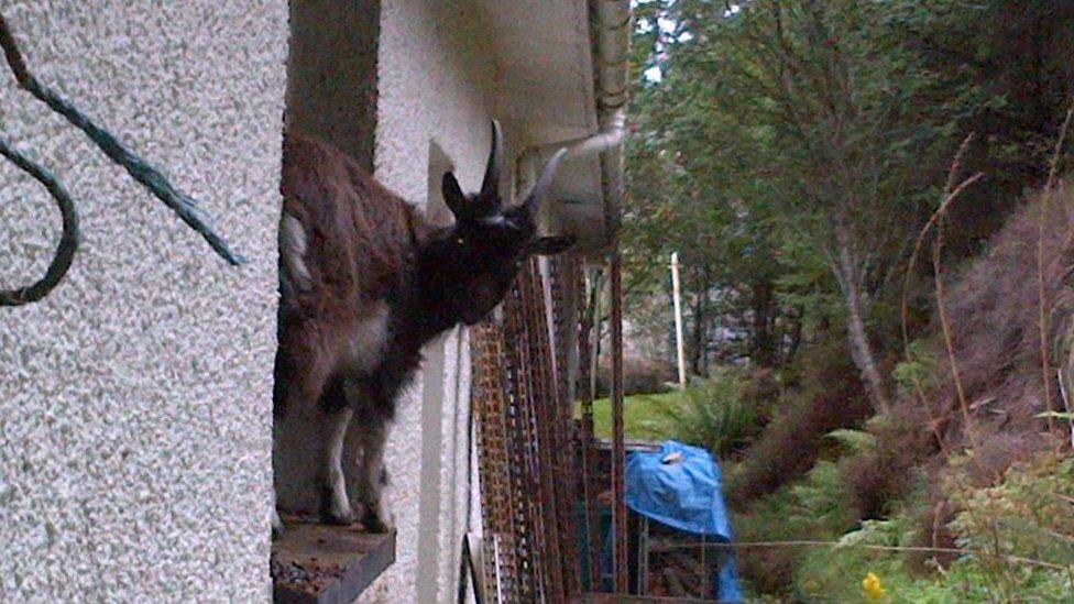 Wild goat on window sill