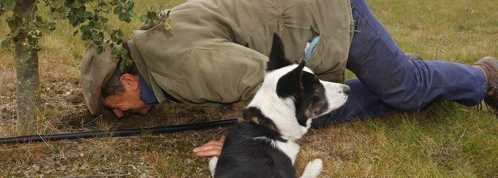 Henri, a truffle farmer, smells the soil under a tree next to his dog Caramel