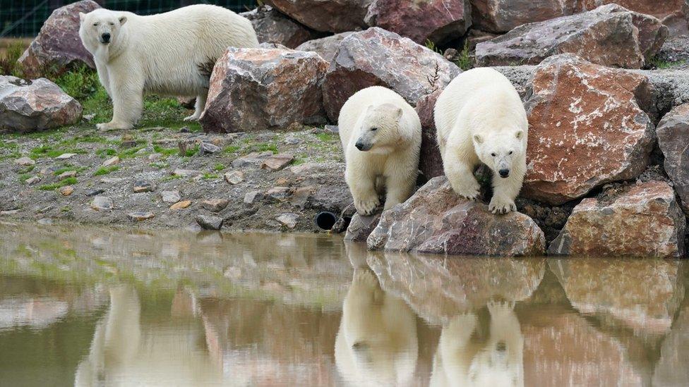 Polar bear cubs at Peak wildlife park