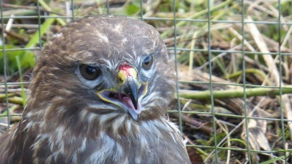 A buzzard in a trap