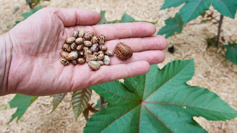 Castor beans