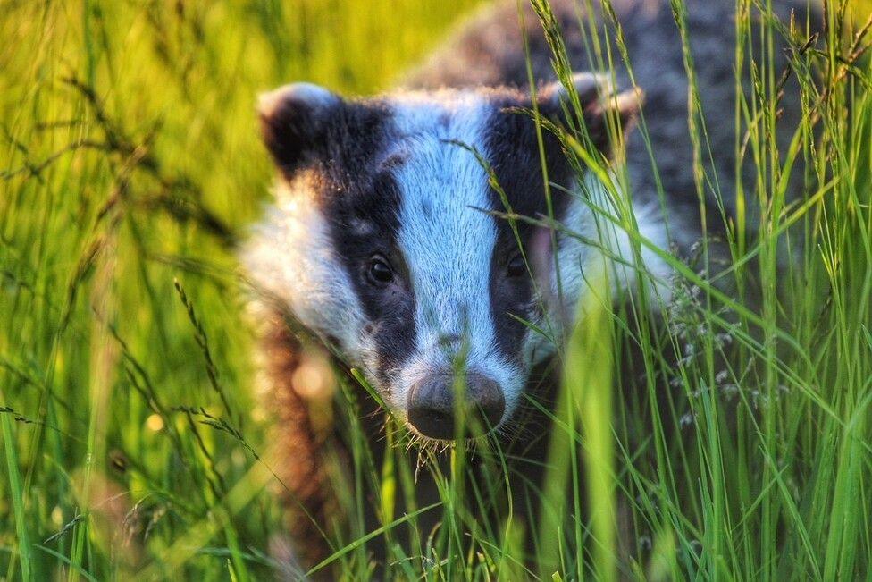 badger