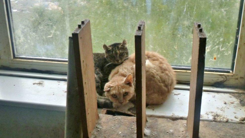 Cats in house. Pic: RSPCA