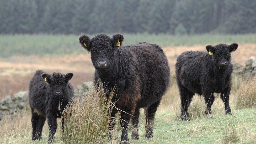 Galloway Cattle