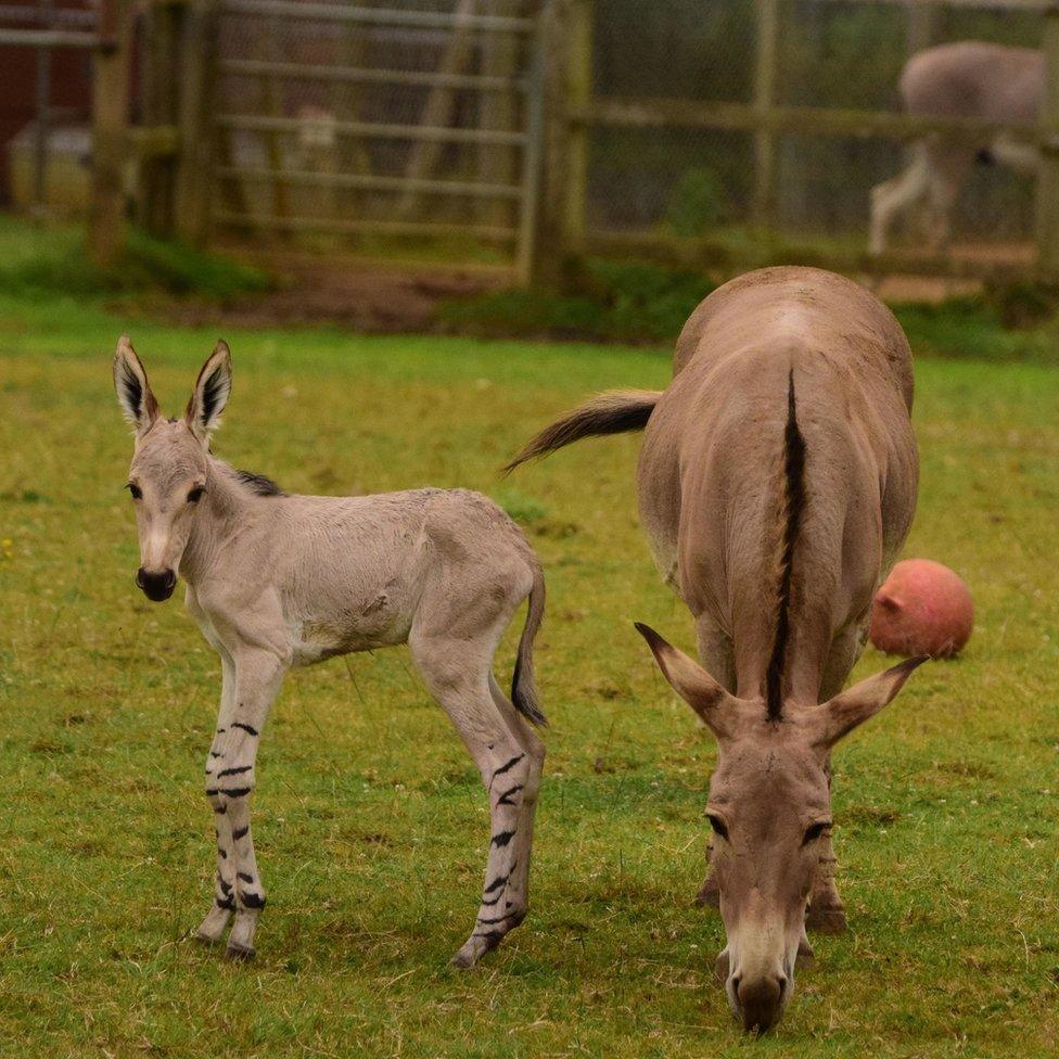 Somali wild ass foal with parent