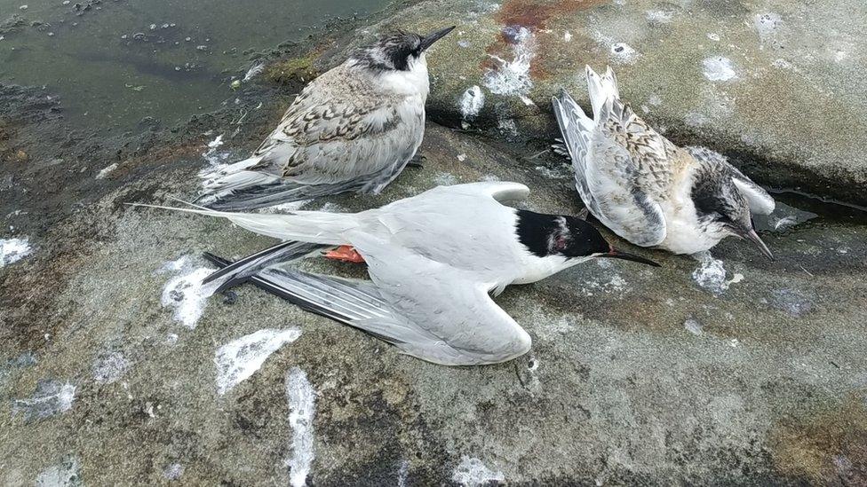 A dying Roseate tern with its chicks