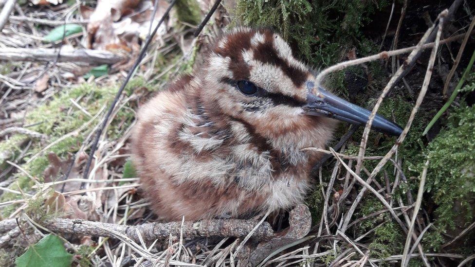 woodcock-chick.