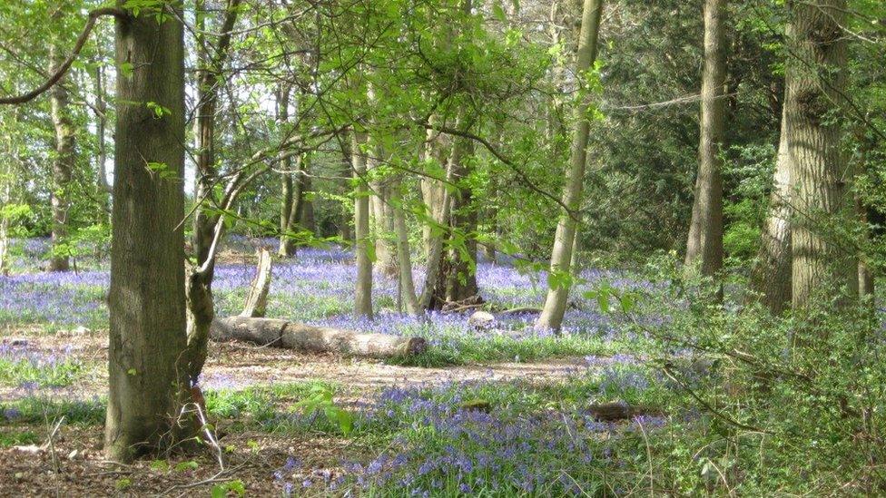 Staffhurst Wood near Oxted in Surrey