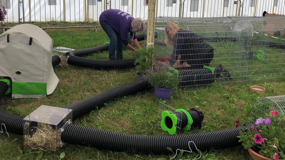 Rabbit village at New Forest Show