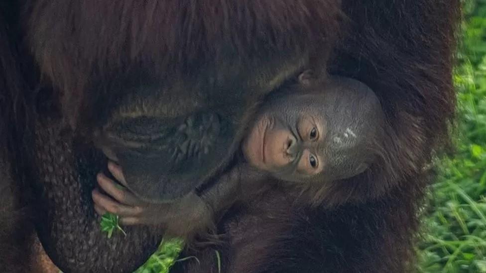 Bornean orangutan baby