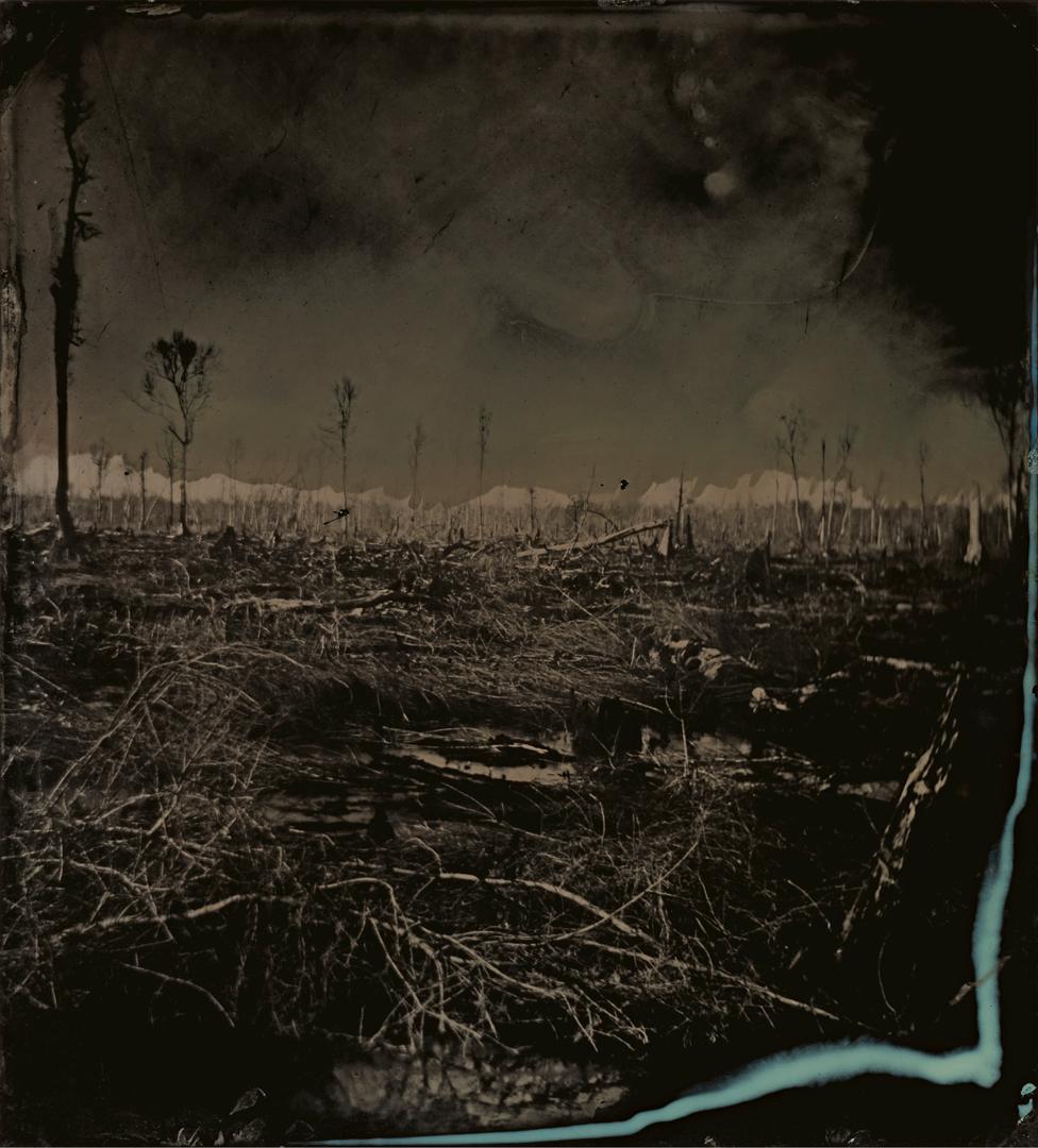 Tintype image of the Great Dismal Swamp in south-eastern Virginia, USA