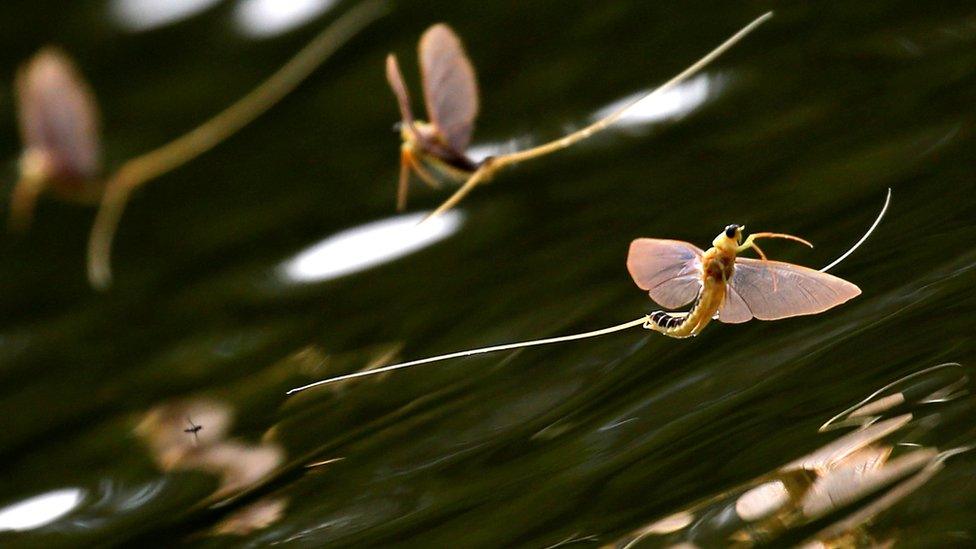 Mayflies on Tisza River near Tiszainoka in Hungary, 16 Jun 17