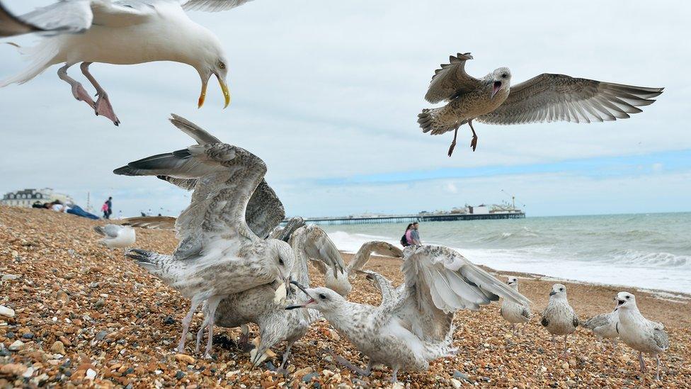 Seagulls fight over food on Brighton beach