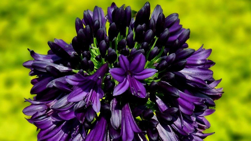 Agapanthus Black Jack