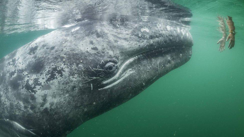 whale-in-sea-swimming-towards-hands