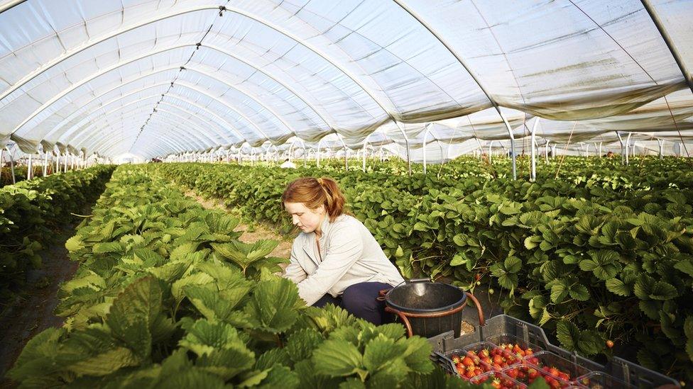 fruit picking