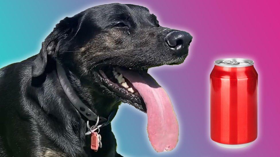 Zoey's tongue compared to a can of coke