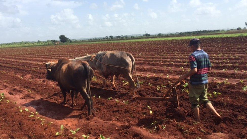 A farm worker walks behind an ox-plough on what appears to be a freshly planted field