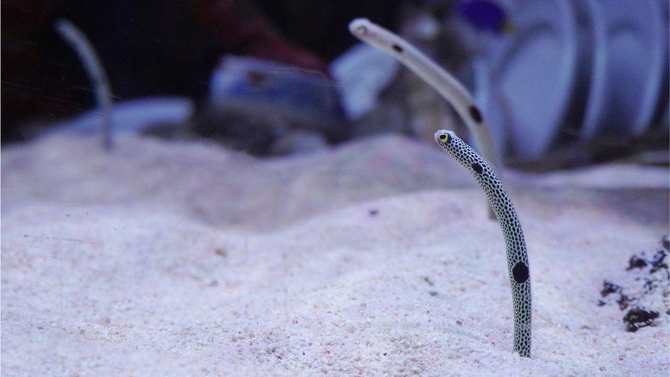 Garden eels pop out of sand