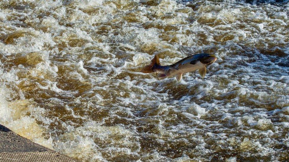 Leaping Shrewsbury salmon