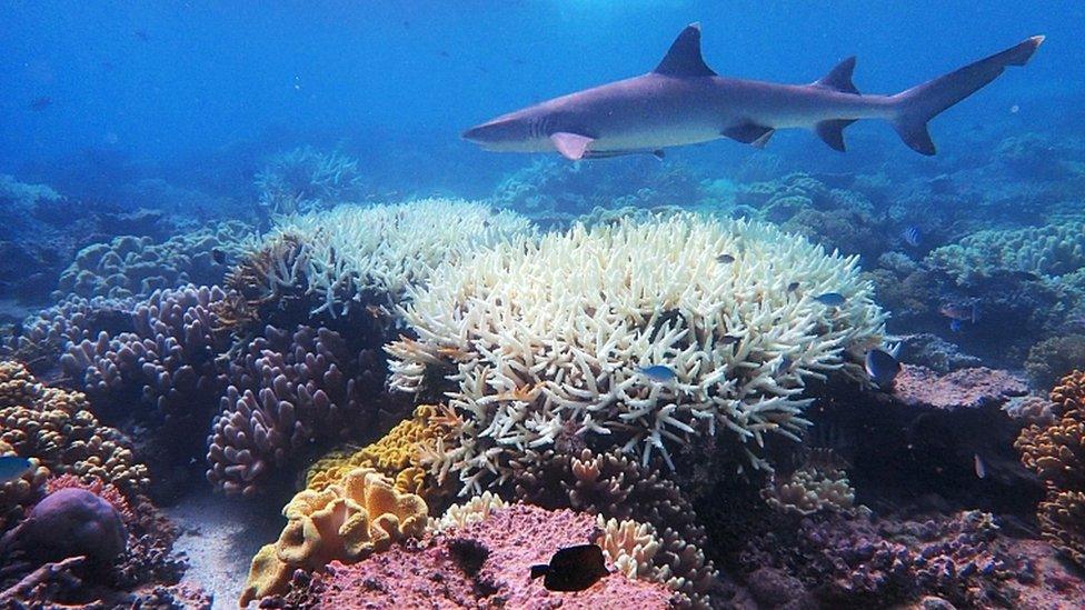 This undated handout photo received on 6 April 2020 from the ARC Centre of Excellence for Coral Reef Studies at James Cook University shows coral bleaching on the Great Barrier Reef