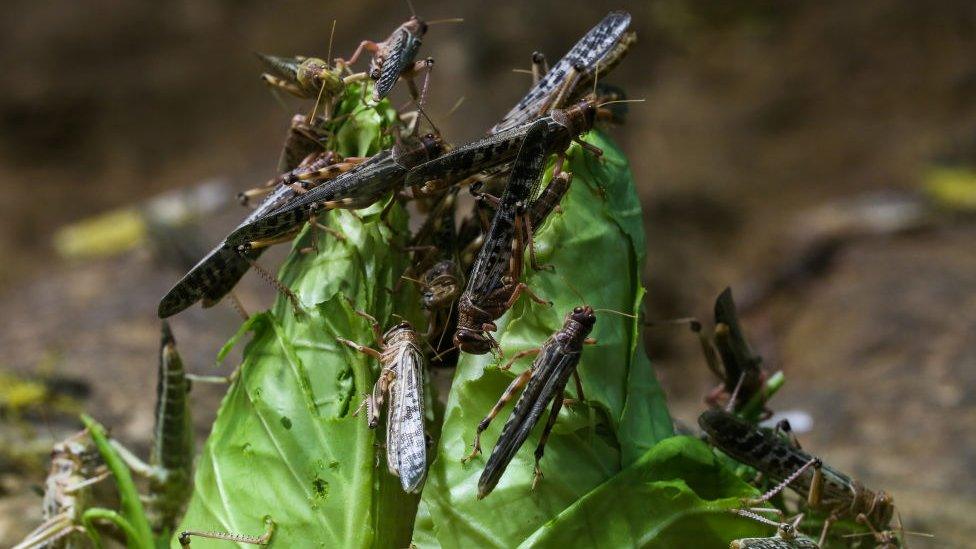 Locusts-in-East-Africa-devour-a-cabbage.