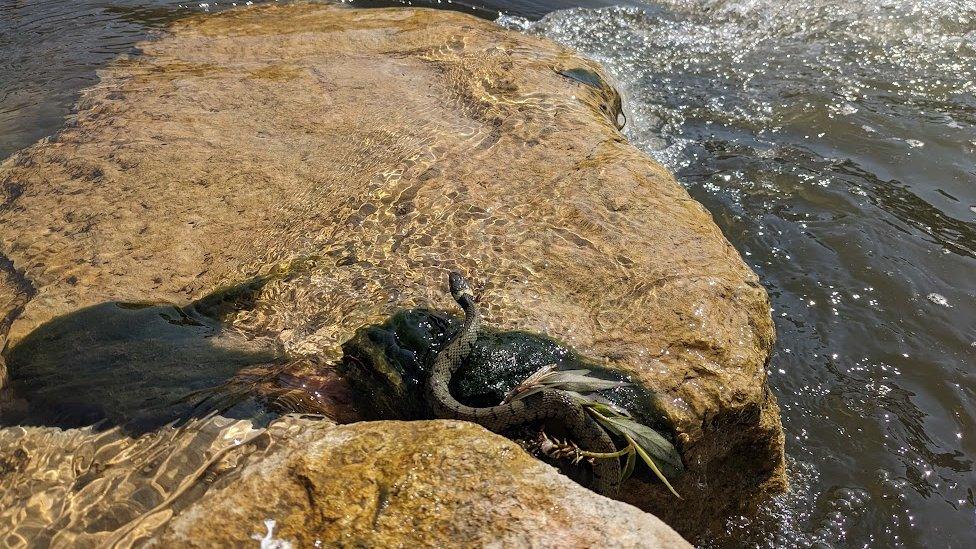 A grass snake using the newly placed boulders to move up the brook