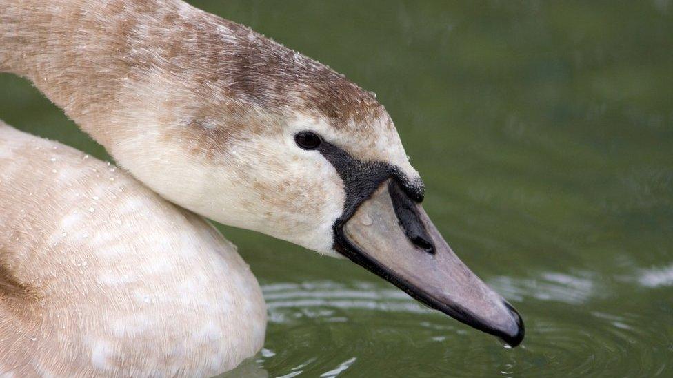 Mute cygnet swan