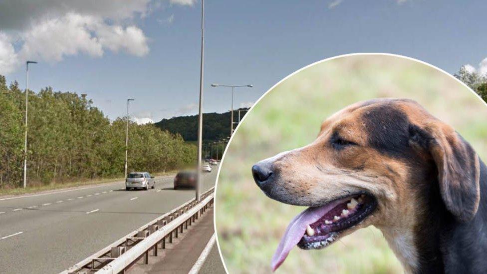 A foxhound and the relevant stretch of the A55