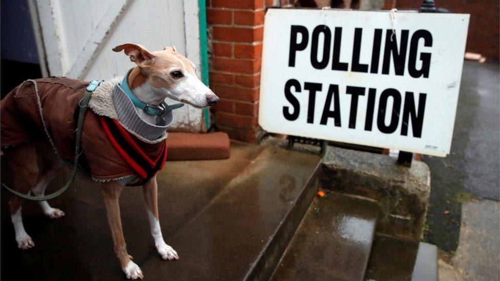 Dog at a polling station in Brighton