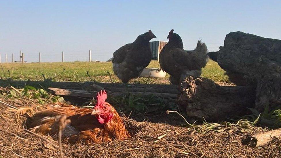 Chickens in the sunshine