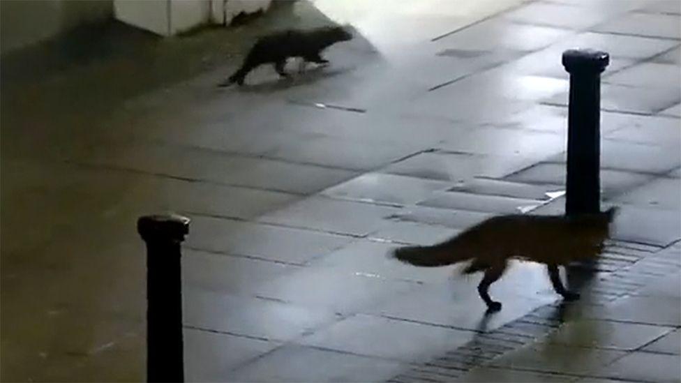 A CCTV still of the otter and fox running past bollards on a pavement