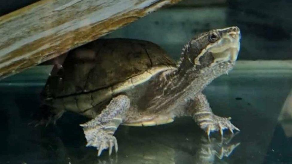 Elon the musk turtle inside a tank. There is a bit of wood to the left and above the turtle, who is standing on the bottom of the tank of water. 