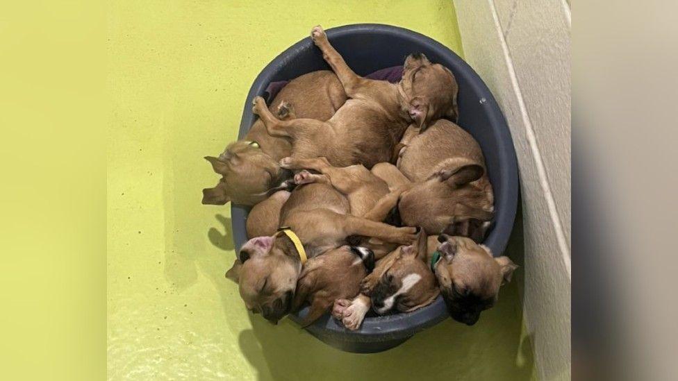 A litter of seven puppies in a basket