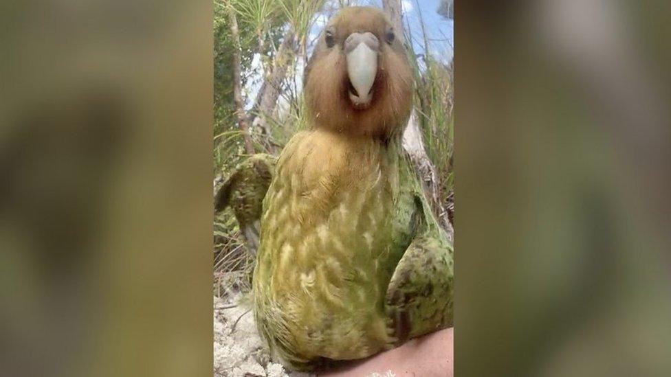 Kakapo parrot