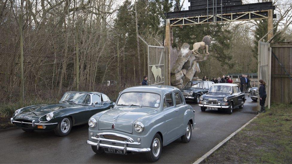 Classic cars enter Longleat Safari Park