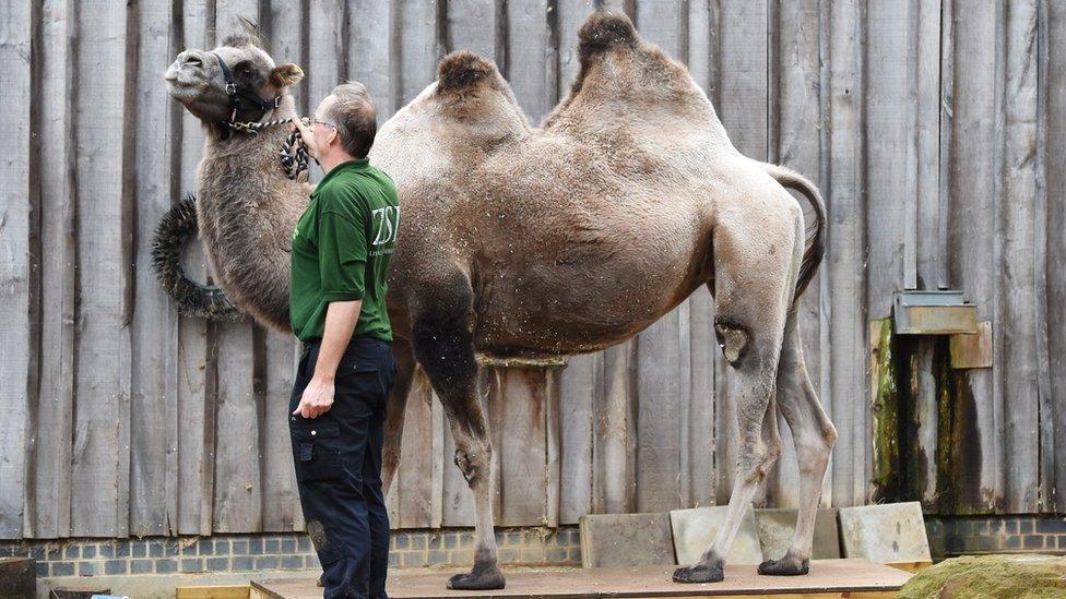 Bactrian camel