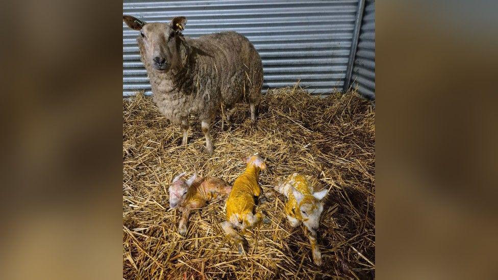 A sheep standing up on a haystack with three lamb triplets in a line in front of her. The lambs have just been born and are laying down with yellow on their bodies.