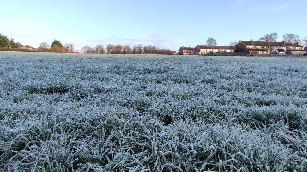 Frosty grass