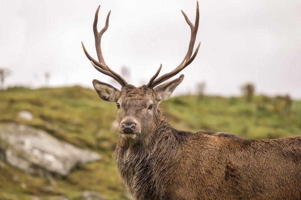 Red deer stag