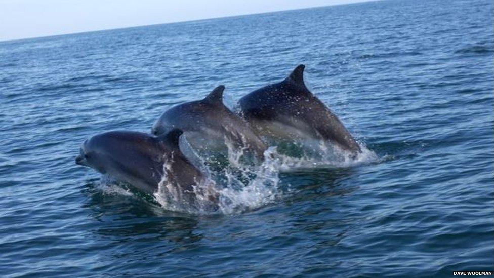 Dolphins at Cardigan Bay