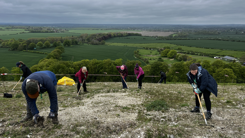 Volunteers weed the white lion at Whipsnade Zoo