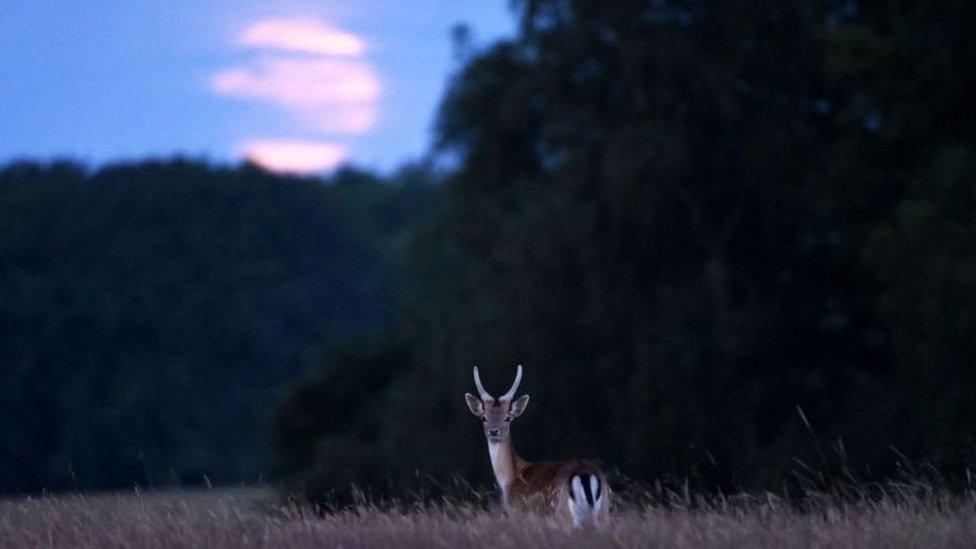 deer-standing-with-moon-in-the-distance.