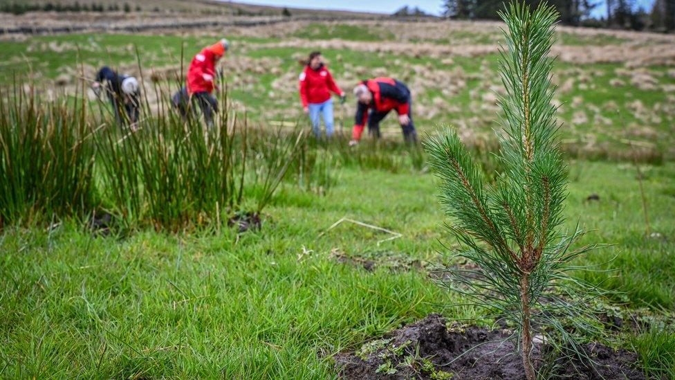 Planted tree in front of people planting trees